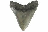Fossil Megalodon Tooth - South Carolina #169307-2